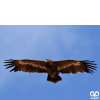 گونه عقاب صحرایی Aquila nipalensis